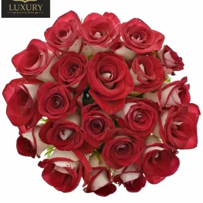 Kytice 21 luxusních růží BLUEZ  50cm