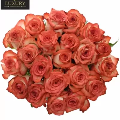 Kytice 21 luxusních růží BLUSH 60cm