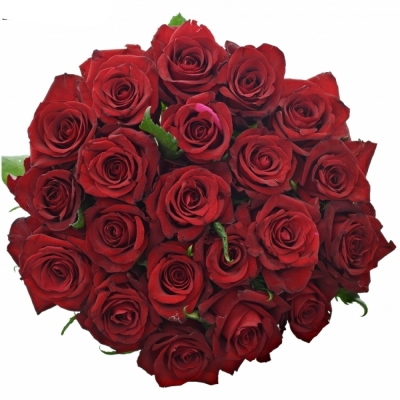 Jednodruhová kytice 21 červených růží EVER RED 50 cm