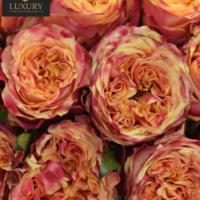 Kytice 21 luxusních růží HURRICANE 60cm