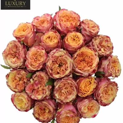 Kytice 21 luxusních růží HURRICANE 60cm