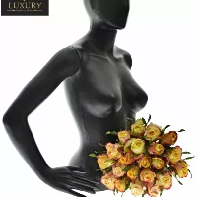 Kytice 21 luxusních růží KNOX 70cm