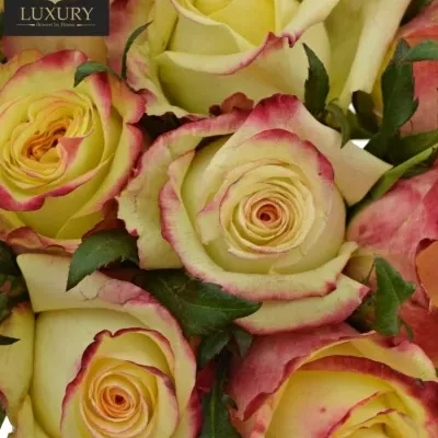 Kytice 21 luxusních růží KNOX 70cm