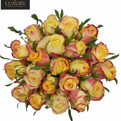 Kytice 21 luxusních růží  KNOX 70cm