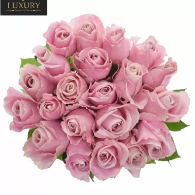 Kytice 21 luxusních růží PINK AVALANCHE+ 80cm