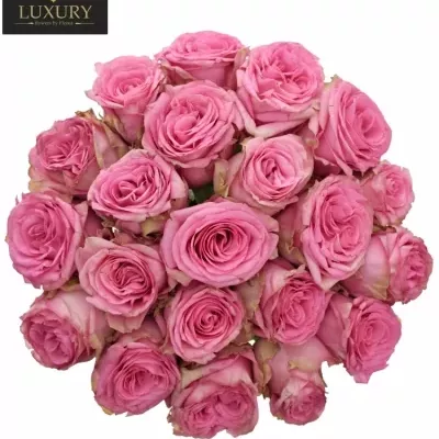 Kytice 21 luxusních růží PINK TORRENT 50cm