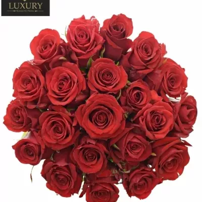 Kytice 21 luxusních růží RED EAGLE 90cm
