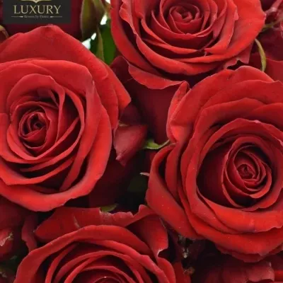 Kytice 21 luxusních růží RED EAGLE 80cm