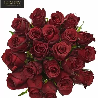 Kytice 21 luxusních růží RED LION 50cm