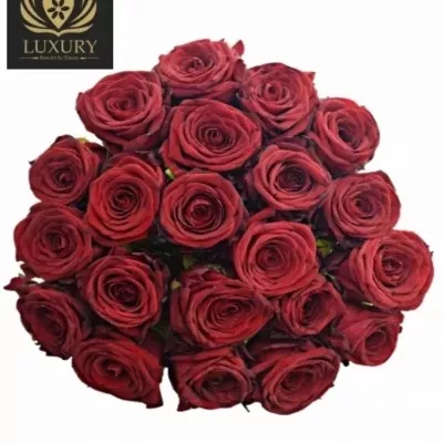 Kytica 21 luxusných ruží RED NAOMI! 55cm