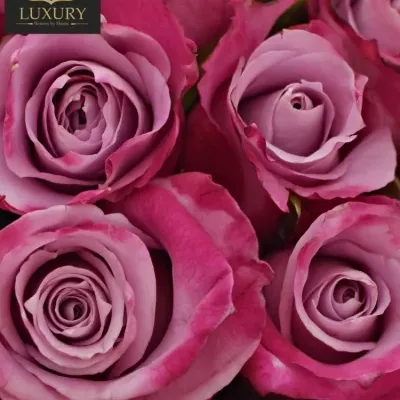 Kytice 21 luxusních růží ROCKFIRE 50cm
