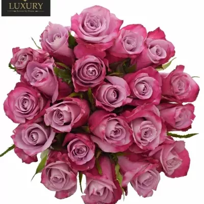 Kytice 21 luxusních růží ROCKFIRE 90cm