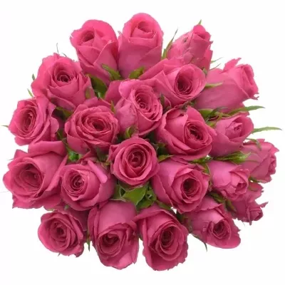 Kytice 21 malinových růží ADAMMA 60cm