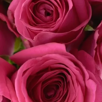 Kytice 21 malinových růží ADAMMA 40cm