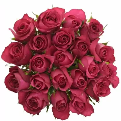 Kytice 21 malinových růží GRAND EUROPE 45cm