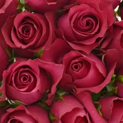 Kytice 21 malinových růží GRAND EUROPE 40cm