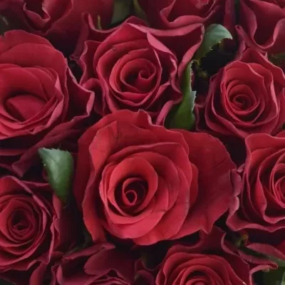 Kytice 21 malinových růží Red Tacazzi+
