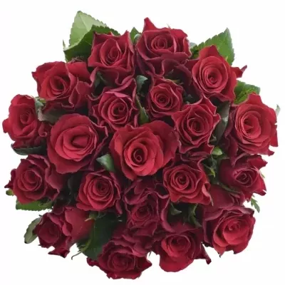 Kytice 21 malinových růží Red Tacazzi+ 50cm