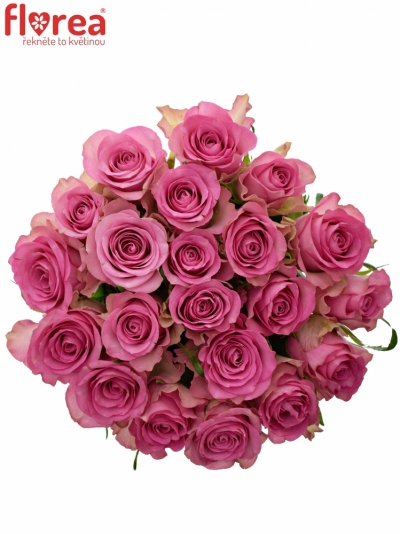 Kytice 21 růžových růží ROYAL JEWEL 60cm