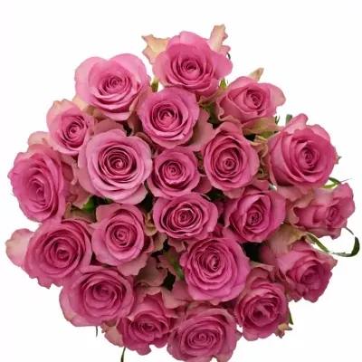 Kytice 21 malinových růží ROYAL JEWEL 50cm