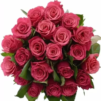 Jednodruhová kytice 21 fialových růží TACAZZI 50 cm