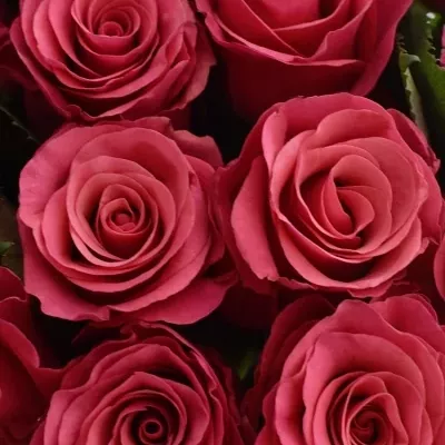 Kytice 21 malinových růží TACAZZI 50cm