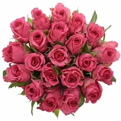 Kytice 21 malinových růží TENGA VENGA 40cm