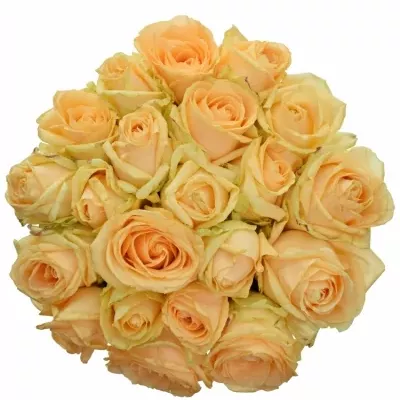 Kytice 21 meruňkových růží AVALANCHE PEACH+ 60cm