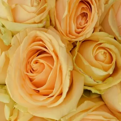 Kytice 21 meruňkových růží AVALANCHE PEACH+ 60cm