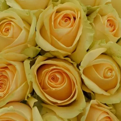 Kytice 21 meruňkových růží MAGIC AVALANCHE 40cm 