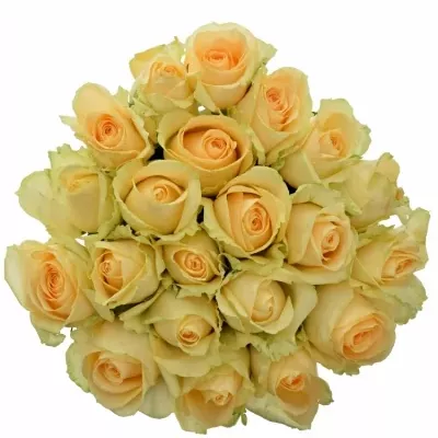 Kytice 21 meruňkových růží MAGIC AVALANCHE 50cm
