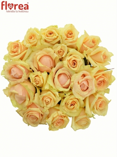 Kytice 21 meruňkových růží PEACH TACAZZI 60cm