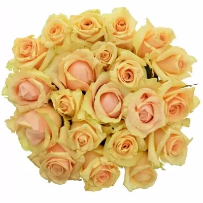 Kytice 21 meruňkových růží PRIMA DONNA 70cm