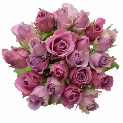 Míchaná kytice 21 vícebarevných růží ABEER 50 cm