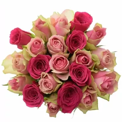 Míchaná kytice 21 vícebarevných růží ALHIVIA 50 cm