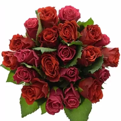 Kytice 21 míchaných růží DERRIE 40cm