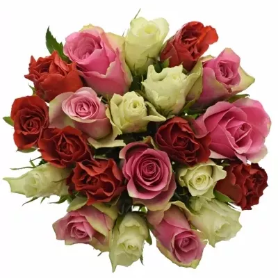 Míchaná kytice 21 vícebarevných růží MAHA 60 cm