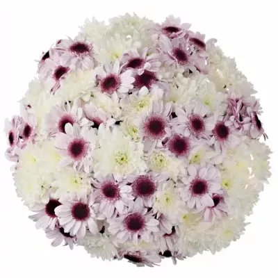 Míchaná kytice 21 vícebarevných chryzantém RAQUEL 35 cm