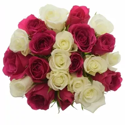 Míchaná kytice 21 vícebarevných růží CRONUS 40 cm