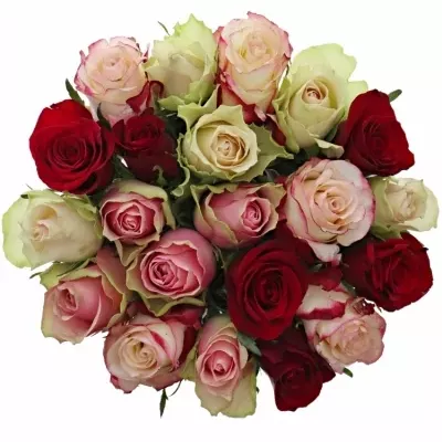 Kytice 21 míchaných růží EBIGALE 50cm