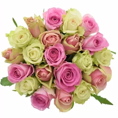 Míchaná kytice 21 vícebarevných růží FIOLA 50 cm