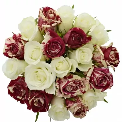 Míchaná kytice 21 vícebarevných růží HARLESPEN 70 cm