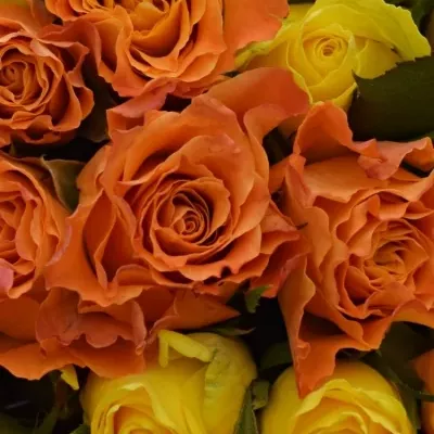 Kytice 21 míchaných růží MARYWALK 50cm