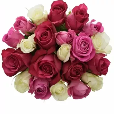 Míchaná kytice 21 vícebarevných růží PURPLE DANCE 50 cm