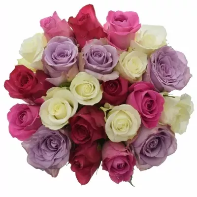 Míchaná kytice 21 vícebarevných růží PURPLE NAOMI 50 cm