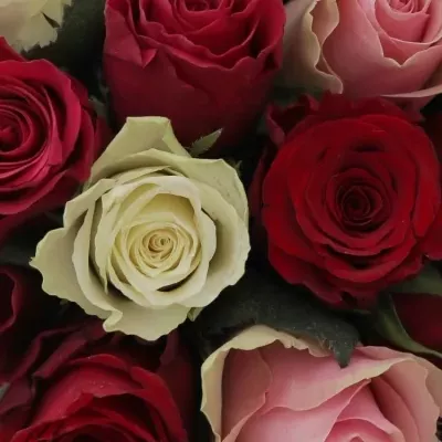 Kytice 21 míchaných růží RADWAN 50cm