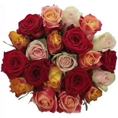 Míchaná kytice 21 vícebarevných růží PITTHEUS 50 cm