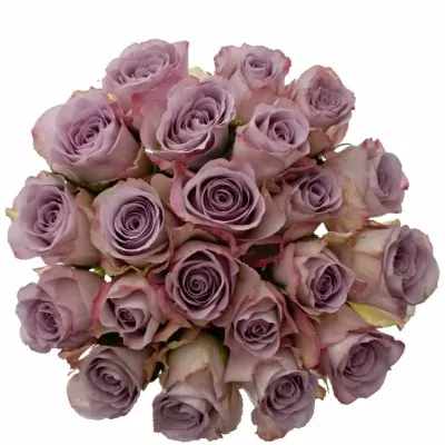 Jednodruhová kytice 21 fialových růží MEMORY LANE 50 cm