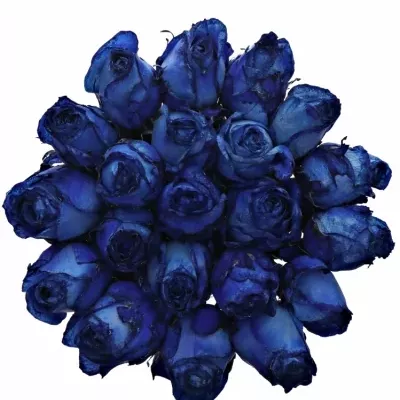 Kytice 21 modrých růží BLUE QUEEN OF AFRICA 50cm
