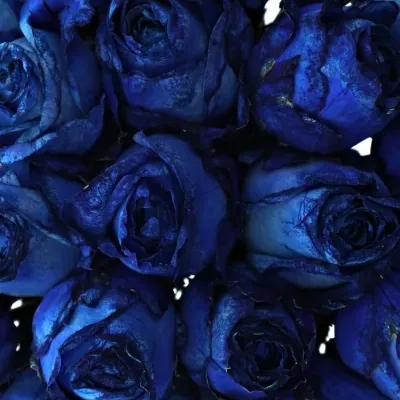 Kytice 21 modrých růží BLUE QUEEN OF AFRICA